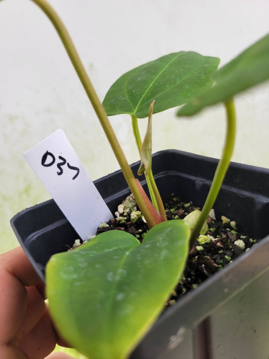 Anthurium Magnificum x Moronense x (Tim Anderson Magnificum x Papillilaminum) - Nice Plants Good Pots