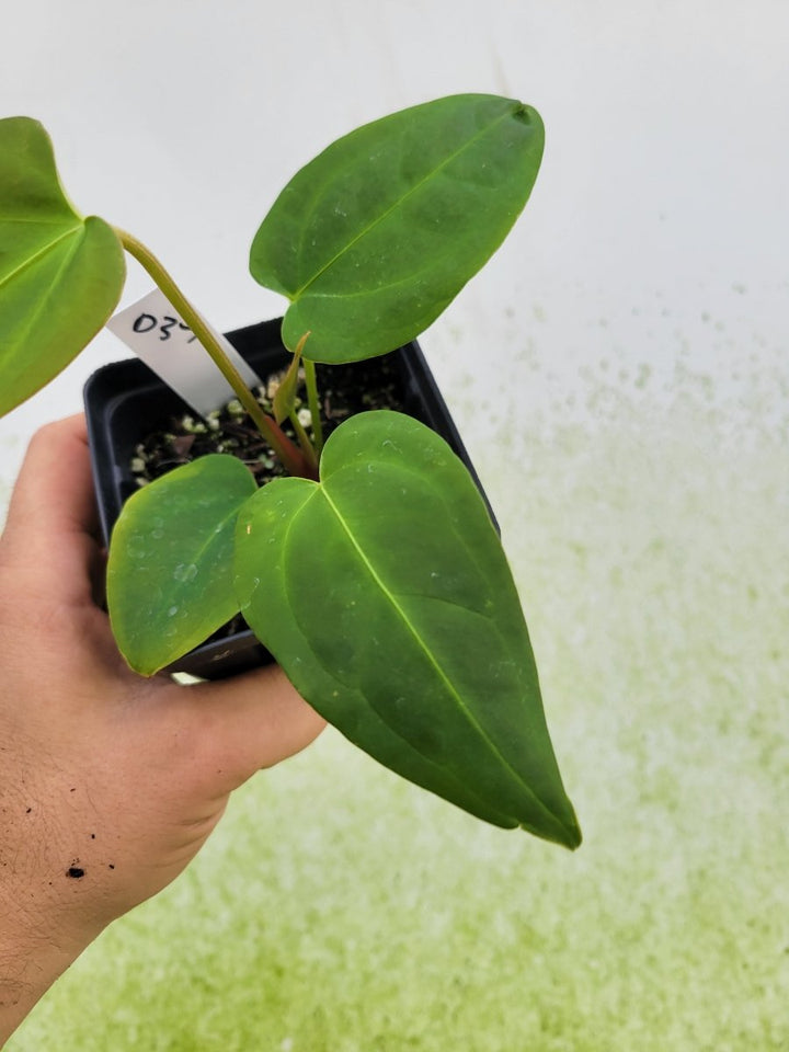 Anthurium Magnificum x Moronense x (Tim Anderson Magnificum x Papillilaminum) - Nice Plants Good Pots