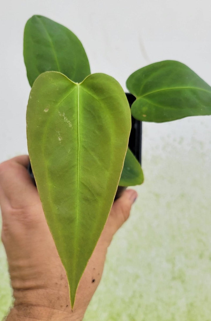 Anthurium Magnificum x Moronense x (Tim Anderson Magnificum x Papillilaminum) - Nice Plants Good Pots