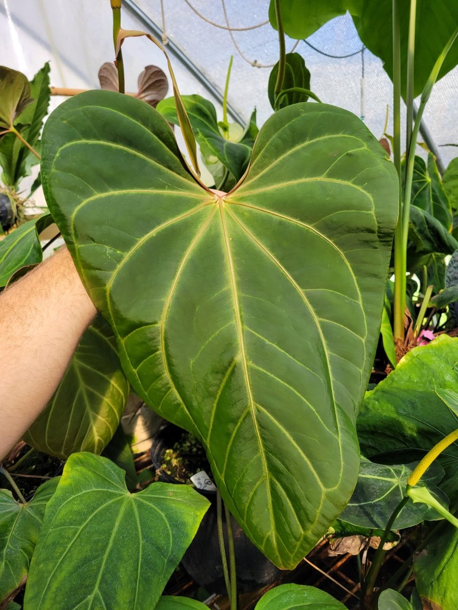 Anthurium Magnificum x Moronense x (Tim Anderson Magnificum x Papillilaminum) - Nice Plants Good Pots