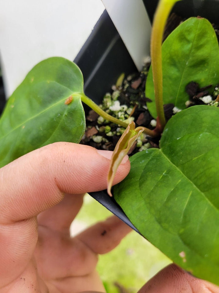 Anthurium Magnificum x Moronense x (Tim Anderson Magnificum x Papillilaminum) #d39 - Nice Plants Good Pots