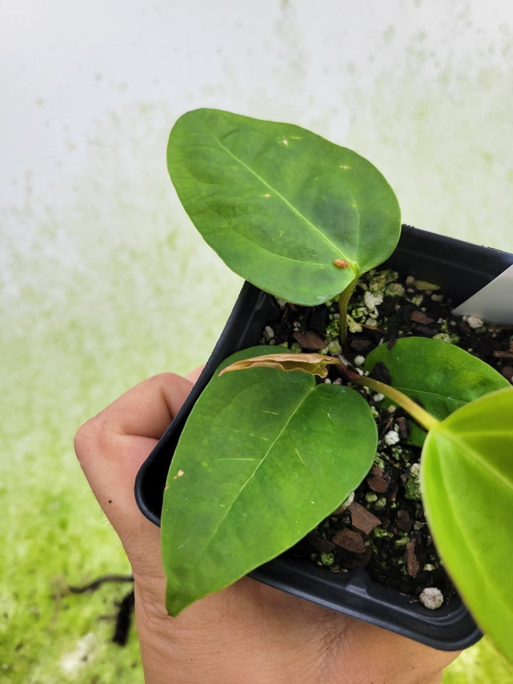 Anthurium Magnificum x Moronense x (Tim Anderson Magnificum x Papillilaminum) #d39 - Nice Plants Good Pots