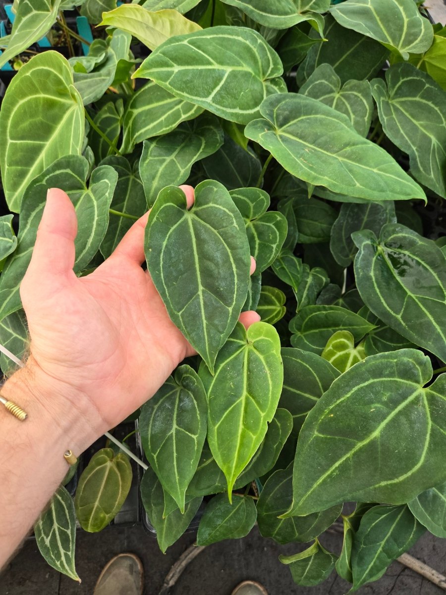 Anthurium 'Mike's Mag/Pap' 2 x A. Tim Anderson 'Mag/Pap' 2 (A2) - Nice Plants Good Pots