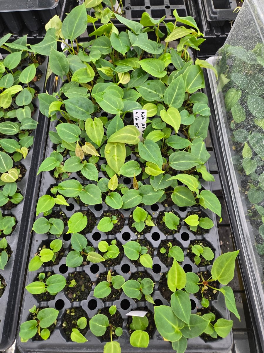 Anthurium 'Mike's Mag/Pap' 2 x A. Tim Anderson 'Mag/Pap' 2 (A2) - Nice Plants Good Pots