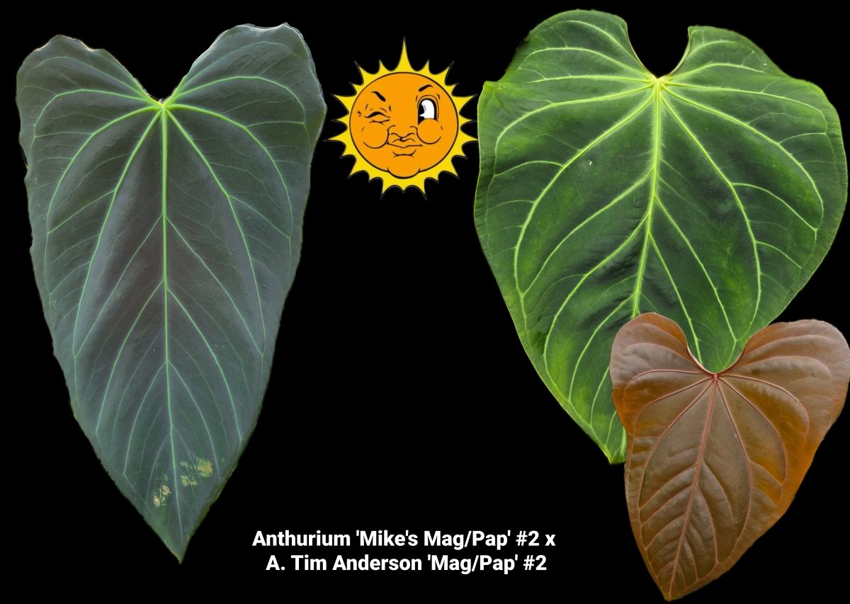 Anthurium 'Mike's Mag/Pap' 2 x A. Tim Anderson 'Mag/Pap' 2 (A2) - Nice Plants Good Pots