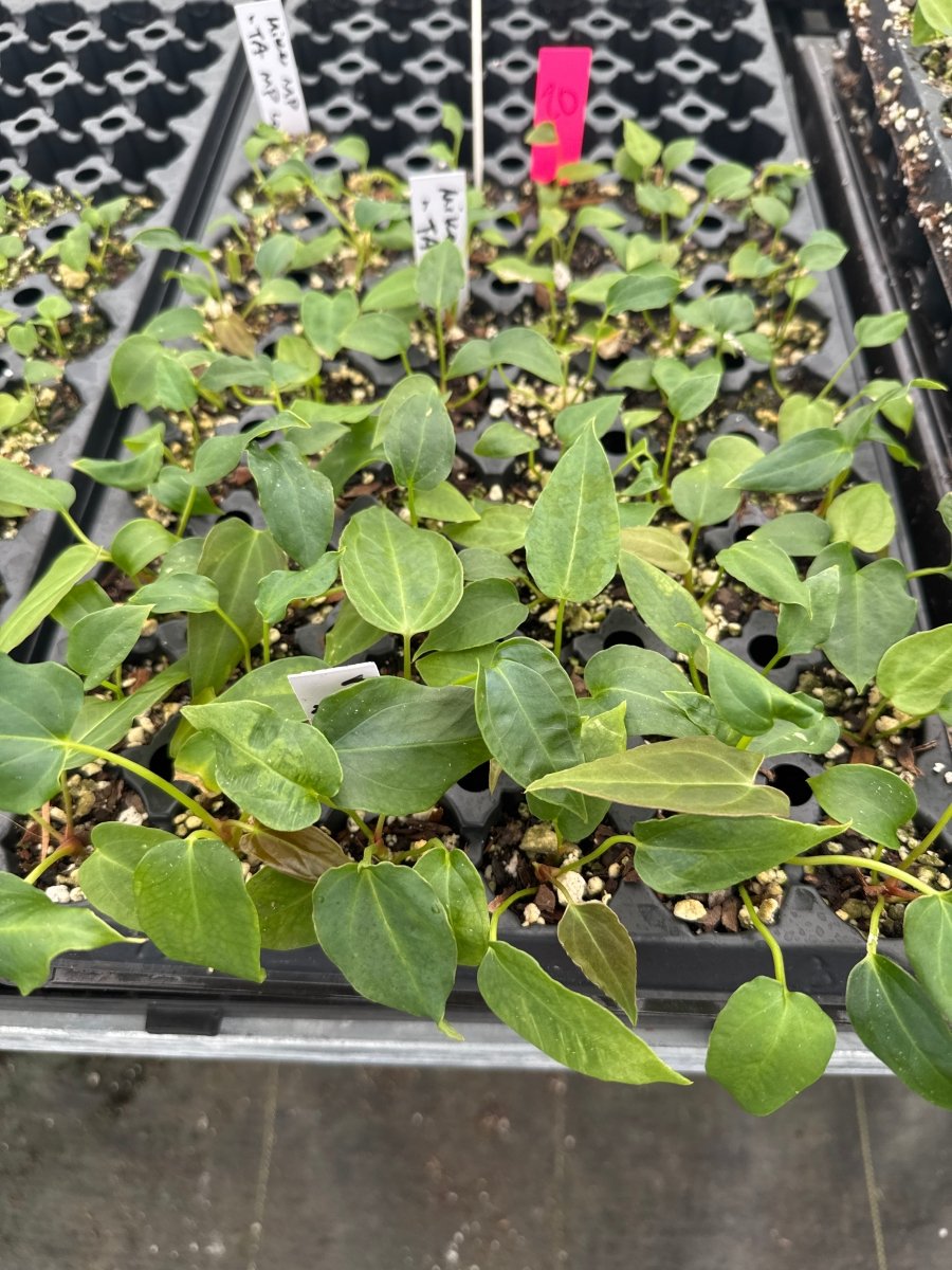 Anthurium Mikes 'Mag/Pap Dark' x A. Tim Anderson 'Mag/Pap Long' (A65) (small) - Nice Plants Good Pots