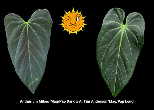 Anthurium 'Mikes Mag Pap Dark' x 'Tim Anderson Mag Pap Long' (A65