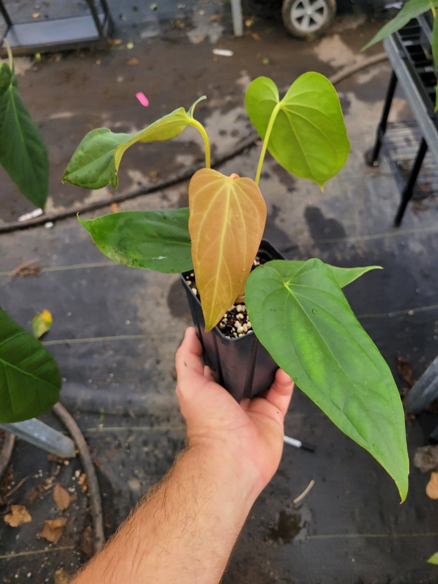 Anthurium 'Mikes Yard' #4 x A. (sp.) Silver Peru - Nice Plants Good Pots