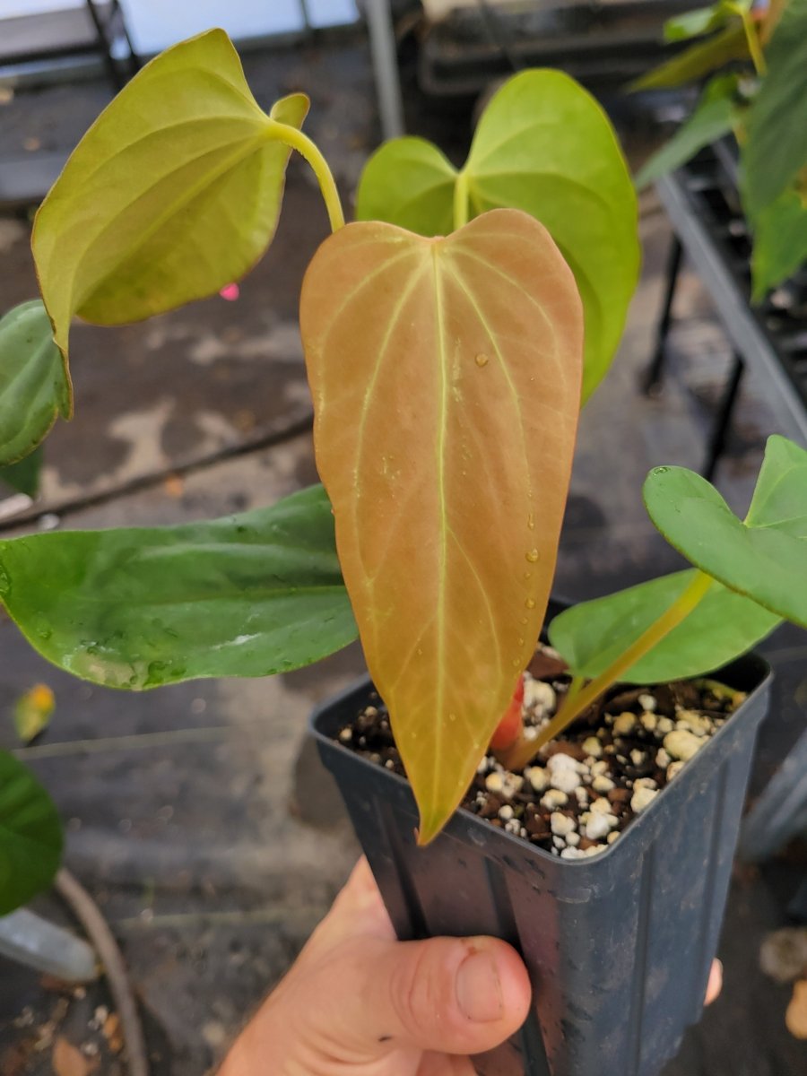 Anthurium 'Mikes Yard' #4 x A. (sp.) Silver Peru - Nice Plants Good Pots