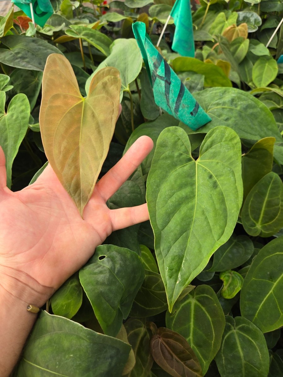 Anthurium Ochranthum 'Big 'O' x Anthurium Papillilaminum 'Nice Pap' (A17) - Nice Plants Good Pots