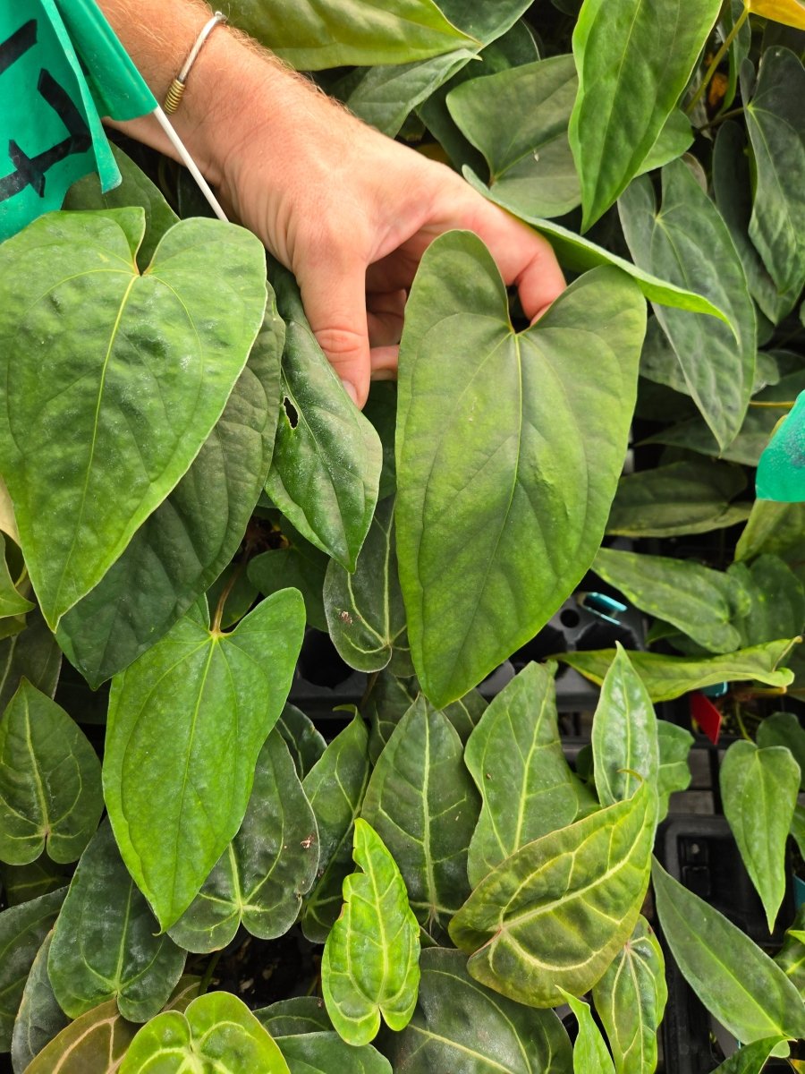 Anthurium Ochranthum 'Big 'O' x Anthurium Papillilaminum 'Nice Pap' (A17) - Nice Plants Good Pots