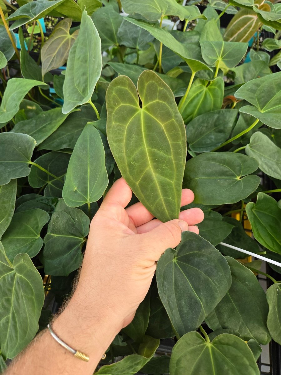 Anthurium Papilliaminum 'Ree Gardens' x A. 'Tim Anderson Mag/Pap' or A.'Tim Anderson Crystal Mag' x 'Tim's Black' (A41) - Nice Plants Good Pots