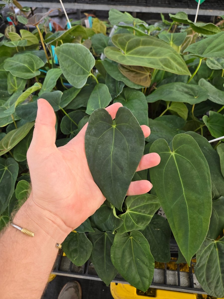 Anthurium Papilliaminum 'Ree Gardens' x A. 'Tim Anderson Mag/Pap' or A.'Tim Anderson Crystal Mag' x 'Tim's Black' (A41) - Nice Plants Good Pots