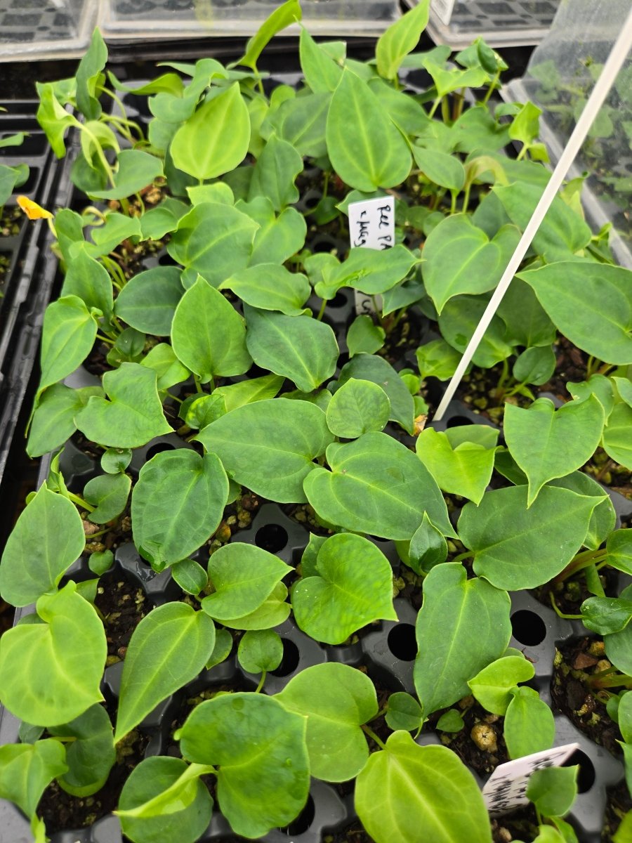 Anthurium Papilliaminum 'Ree Gardens' x A. 'Tim Anderson Mag/Pap' or A.'Tim Anderson Crystal Mag' x 'Tim's Black' (A41) - Nice Plants Good Pots