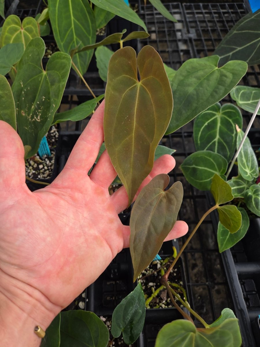 Anthurium Papillilaminum 'Dripillilaminum' x A. Papillilaminum 'Nice Pap 007' (A4) - Nice Plants Good Pots