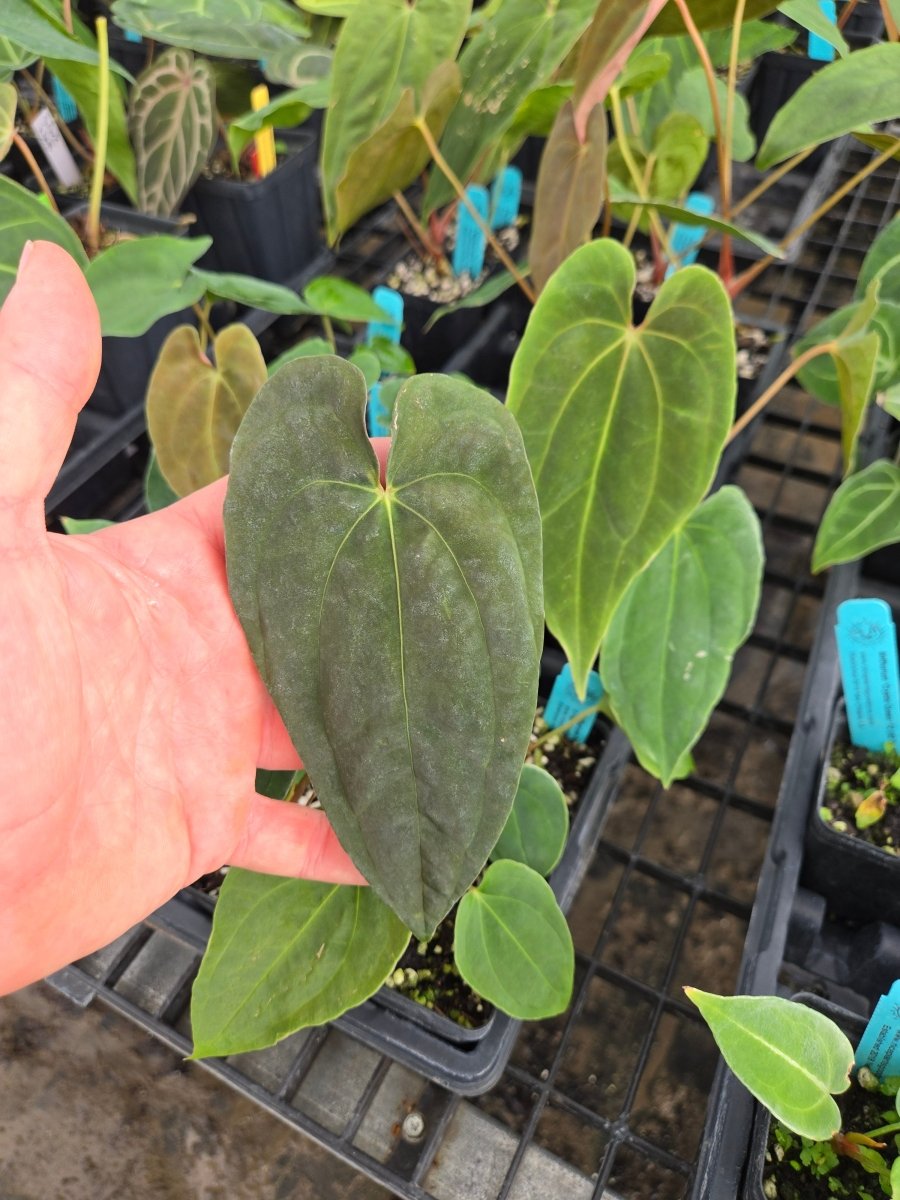 Anthurium Papillilaminum 'Dripillilaminum' x A. Papillilaminum 'Nice Pap 007' (A4) - Nice Plants Good Pots