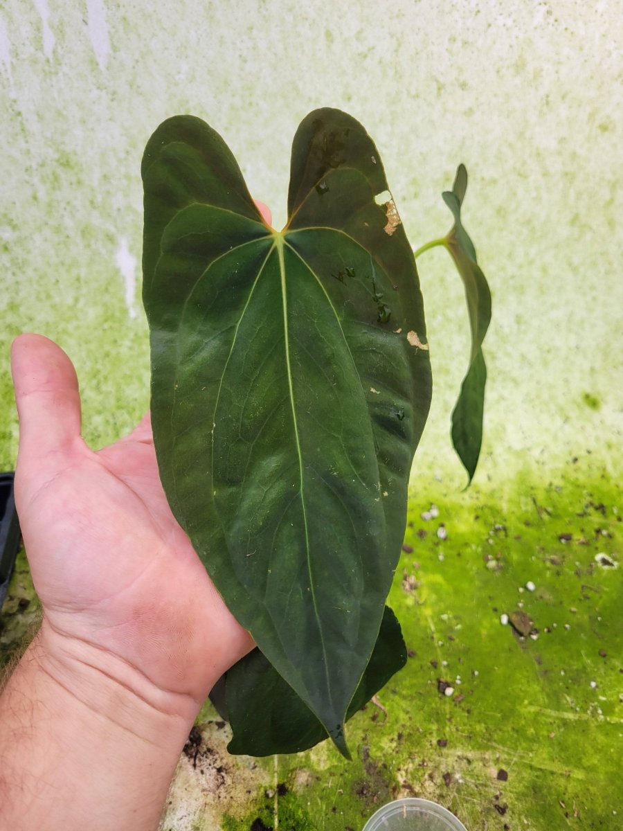 Anthurium Papillilaminum Fort Sherman x Self - Nice Plants Good Pots