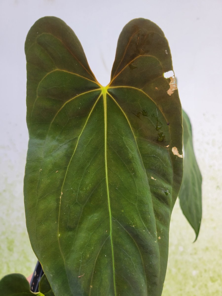 Anthurium Papillilaminum Fort Sherman x Self - Nice Plants Good Pots