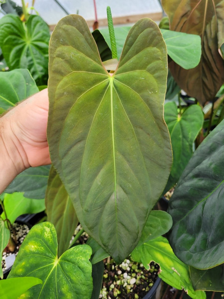 Anthurium Papillilaminum Fort Sherman x Self - Nice Plants Good Pots