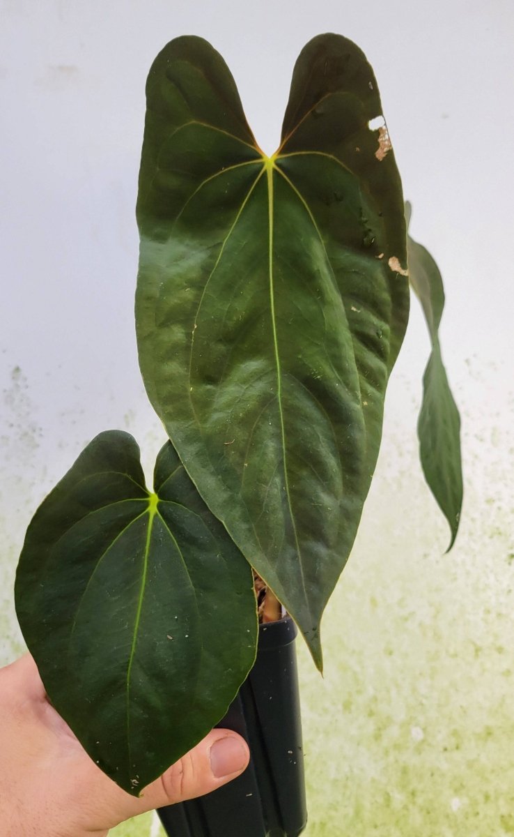 Anthurium Papillilaminum Fort Sherman x Self - Nice Plants Good Pots