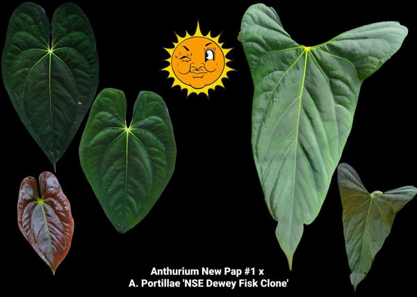 Anthurium Papillilaminum 'New Pap #1' X Portillae 'NSE Dewey Fisk