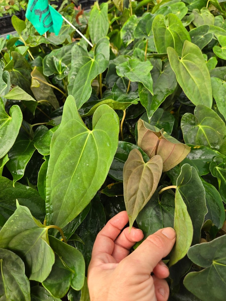 Anthurium Papillilaminum 'New Pap 1' x A. Portillae 'NSE Dewey