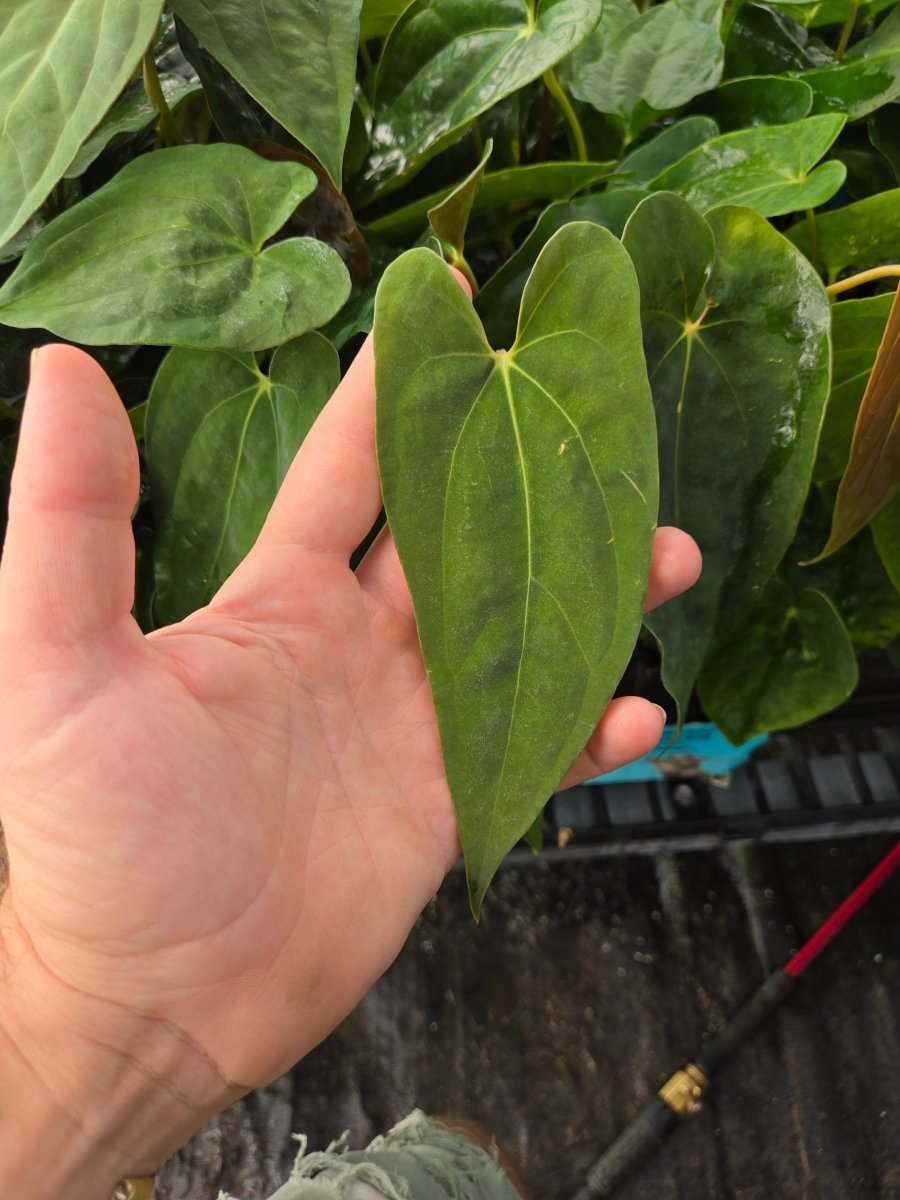 Anthurium Papillilaminum 'New Pap 1' x A. Portillae 'NSE Dewey Fisk Clone' (A20) - Nice Plants Good Pots