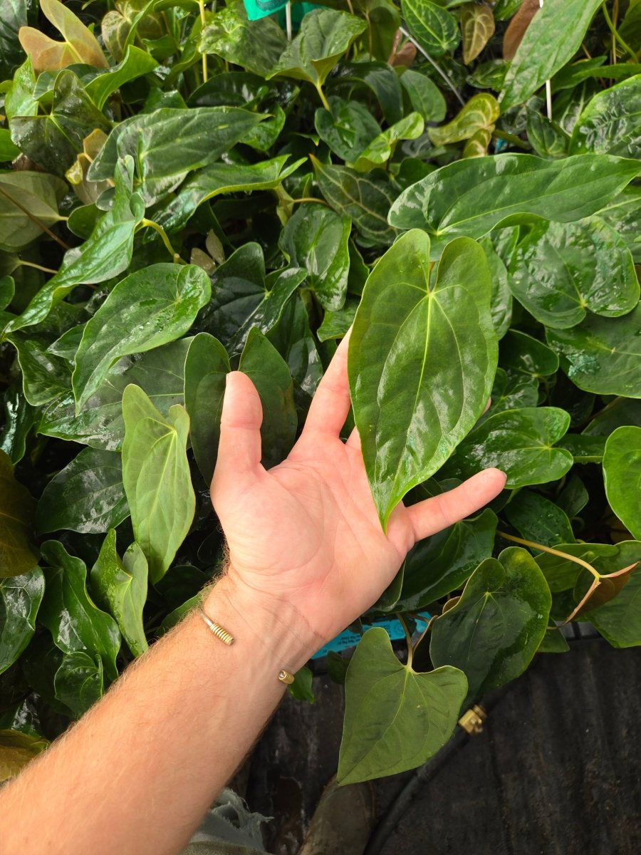 Anthurium Papillilaminum 'New Pap 1' x A. Portillae 'NSE Dewey Fisk Clone' (A20) - Nice Plants Good Pots