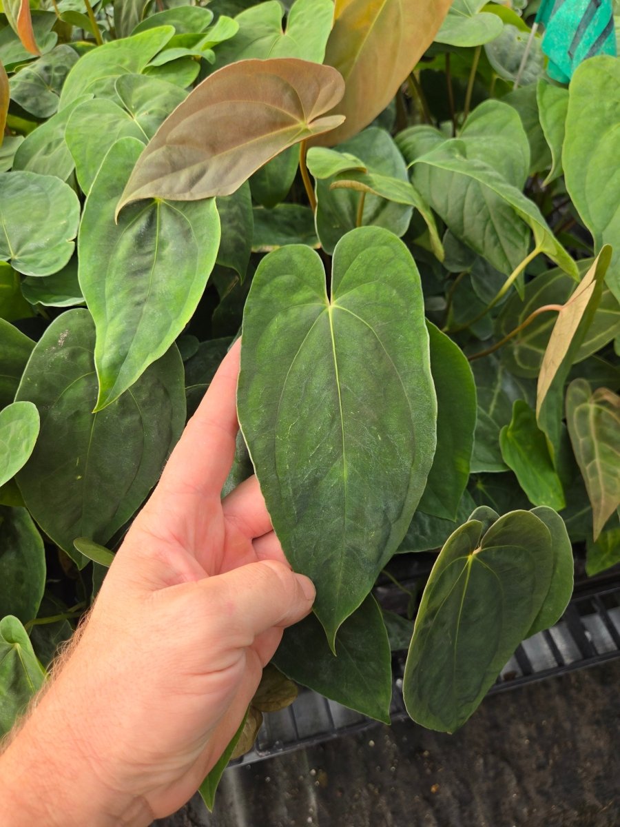 Anthurium Ree Pap Anthurium Papillilaminum 'Nice Pap #1' x Papillilaminum 'Nice Pap #6 ...