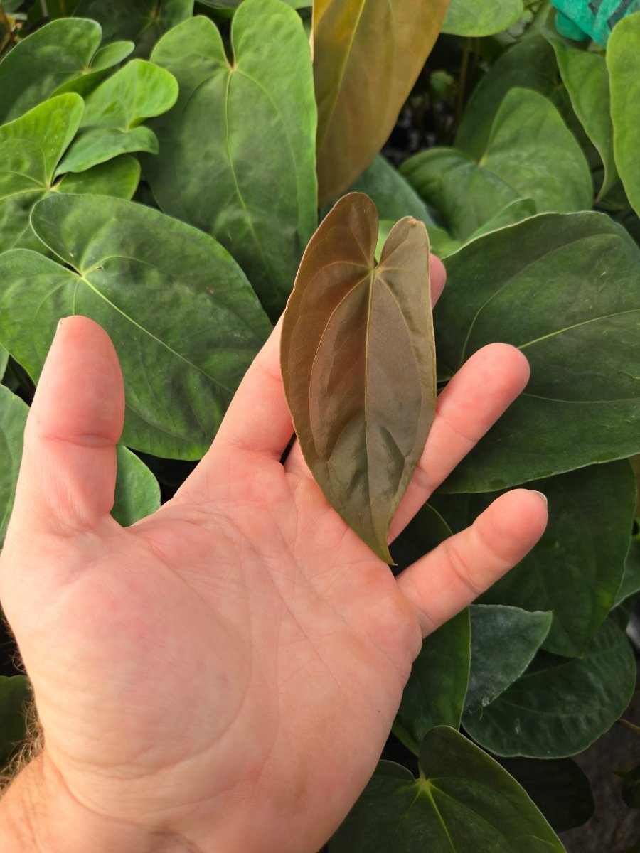 Anthurium Ree Pap Anthurium Papillilaminum 'Nice Pap #1' x Papillilaminum 'Nice Pap #6 ...