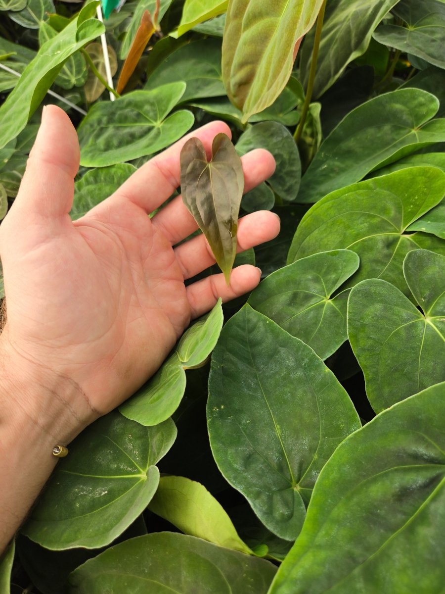 Anthurium Ree Pap Anthurium Papillilaminum 'Nice Pap #1' x Papillilaminum 'Nice Pap #6 ...