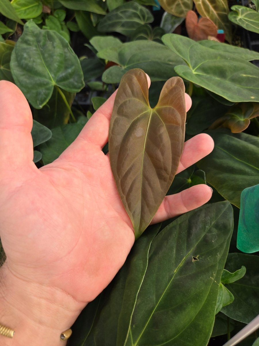 Anthurium Papillilaminum 'Nice pap 1' x A. Portillae 'NSE Dewey Fisk Clone' (A37) - Nice Plants Good Pots