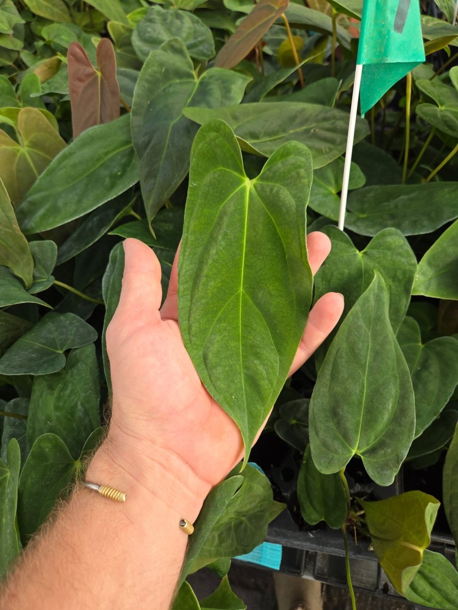 Anthurium Papillilaminum 'Nice pap 1' x A. Portillae 'NSE Dewey Fisk Clone' (A37) - Nice Plants Good Pots