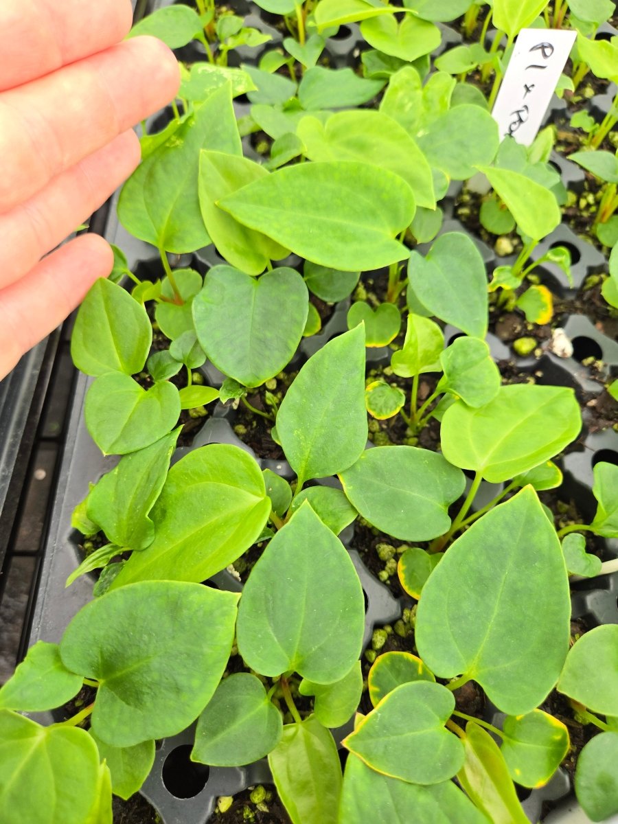 Anthurium Papillilaminum 'Nice pap 1' x A. Portillae 'NSE Dewey Fisk Clone' (A37) - Nice Plants Good Pots