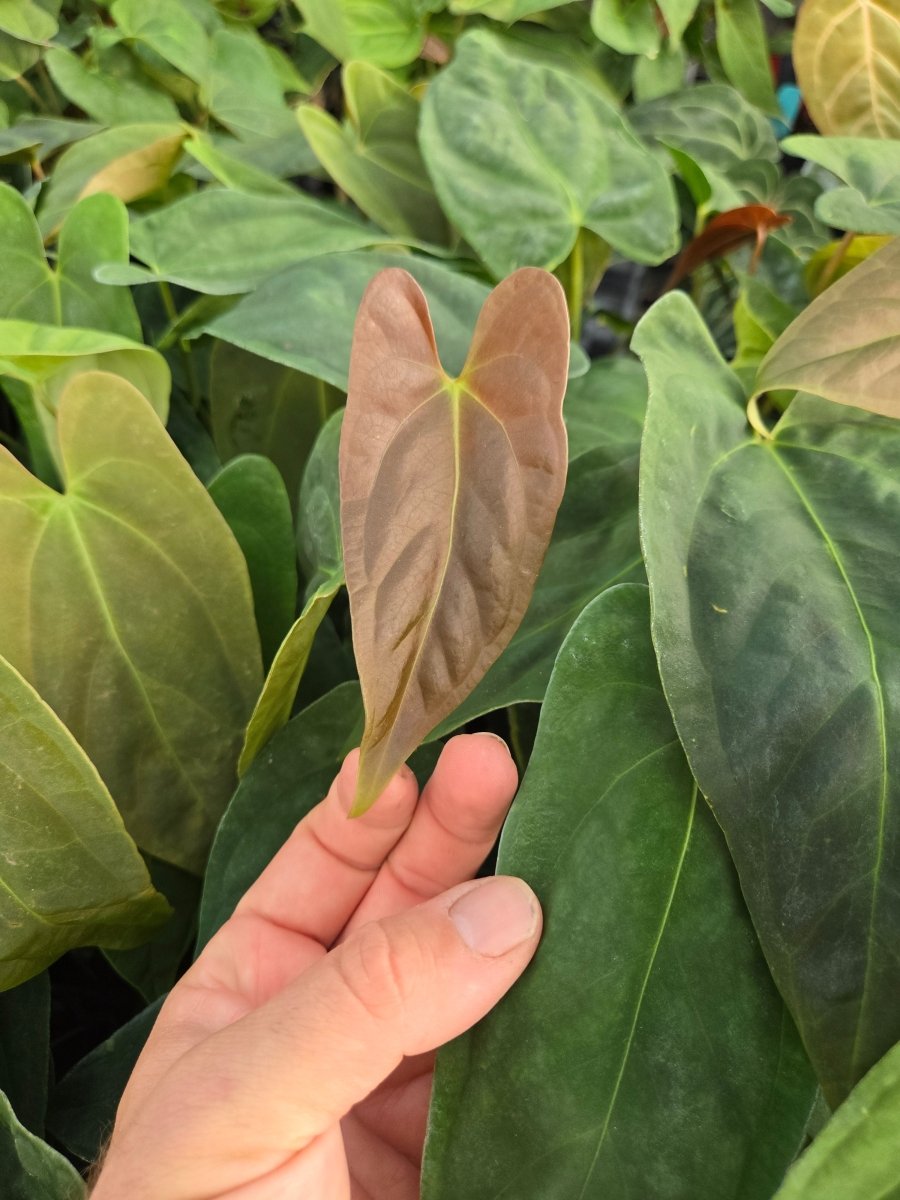 Anthurium Papillilaminum 'Nice pap 1' x A. Portillae 'NSE Dewey Fisk Clone' (A37) - Nice Plants Good Pots