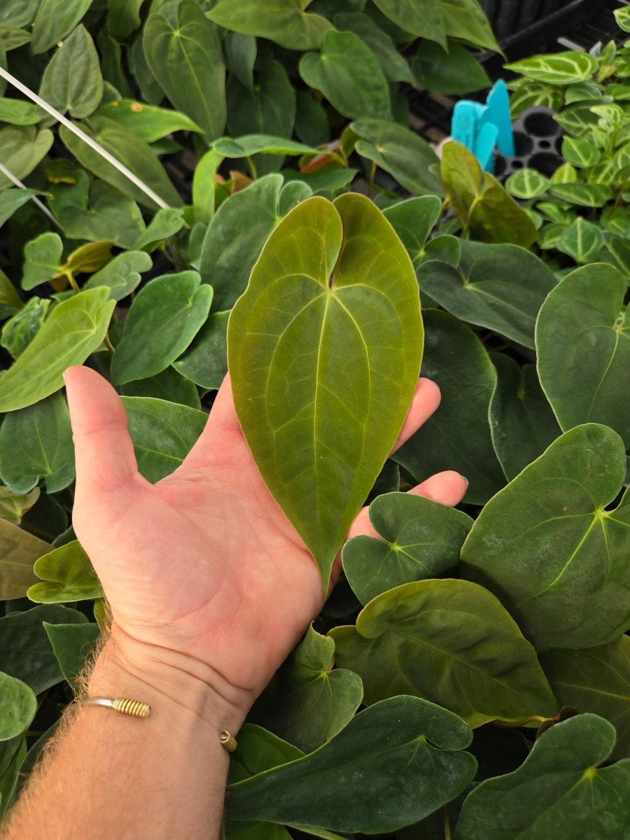 anthurium papillilaminum care Anthurium Papillilaminum 'Nice Pap #100' x Papillilaminum 'Puffy' – Nice  Plants Good Pots