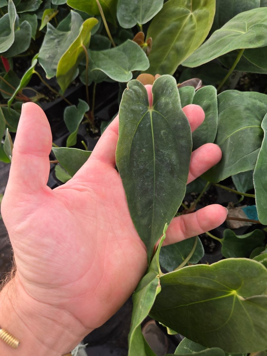 Anthurium Papillilaminum 'Nice Pap 100' x A. Papillilaminum 'Puffy' (A50) (small) - Nice Plants Good Pots