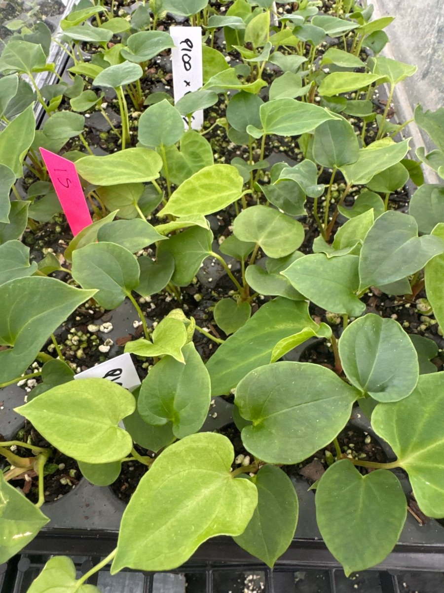 Anthurium Papillilaminum 'Nice Pap 100' x A. Papillilaminum 'Puffy' (A50) (small) - Nice Plants Good Pots