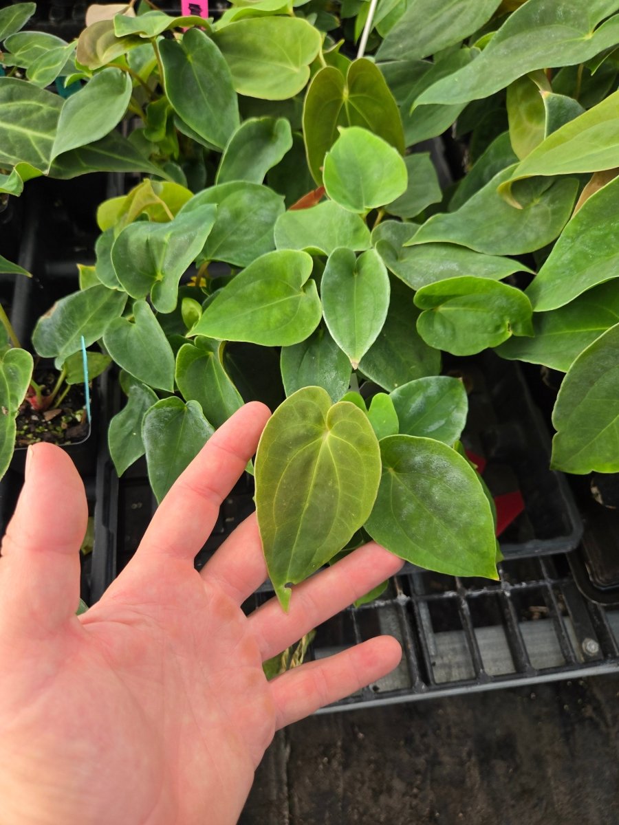 Anthurium Papillilaminum 'Nice Pap 100' x A. Papillilaminum 'Puffy' (A50) (small) (multi - pot) - Nice Plants Good Pots