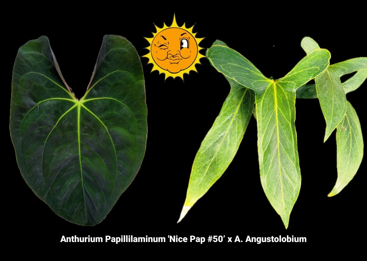 Anthurium Papillilaminum 'Nice Pap 50' x A. Angustolobium (A60) (small) - Nice Plants Good Pots
