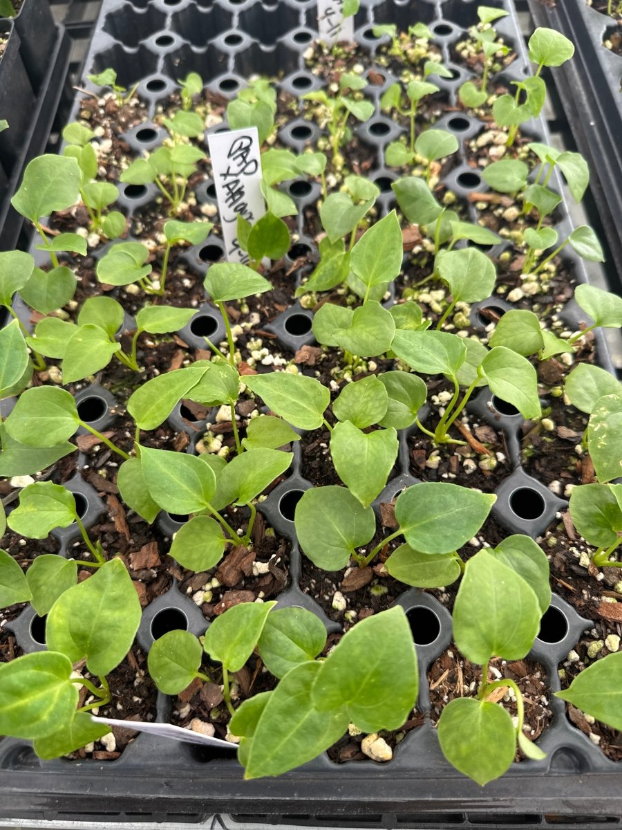 Anthurium Papillilaminum 'Nice Pap 50' x A. Angustolobium (A60) (small) - Nice Plants Good Pots