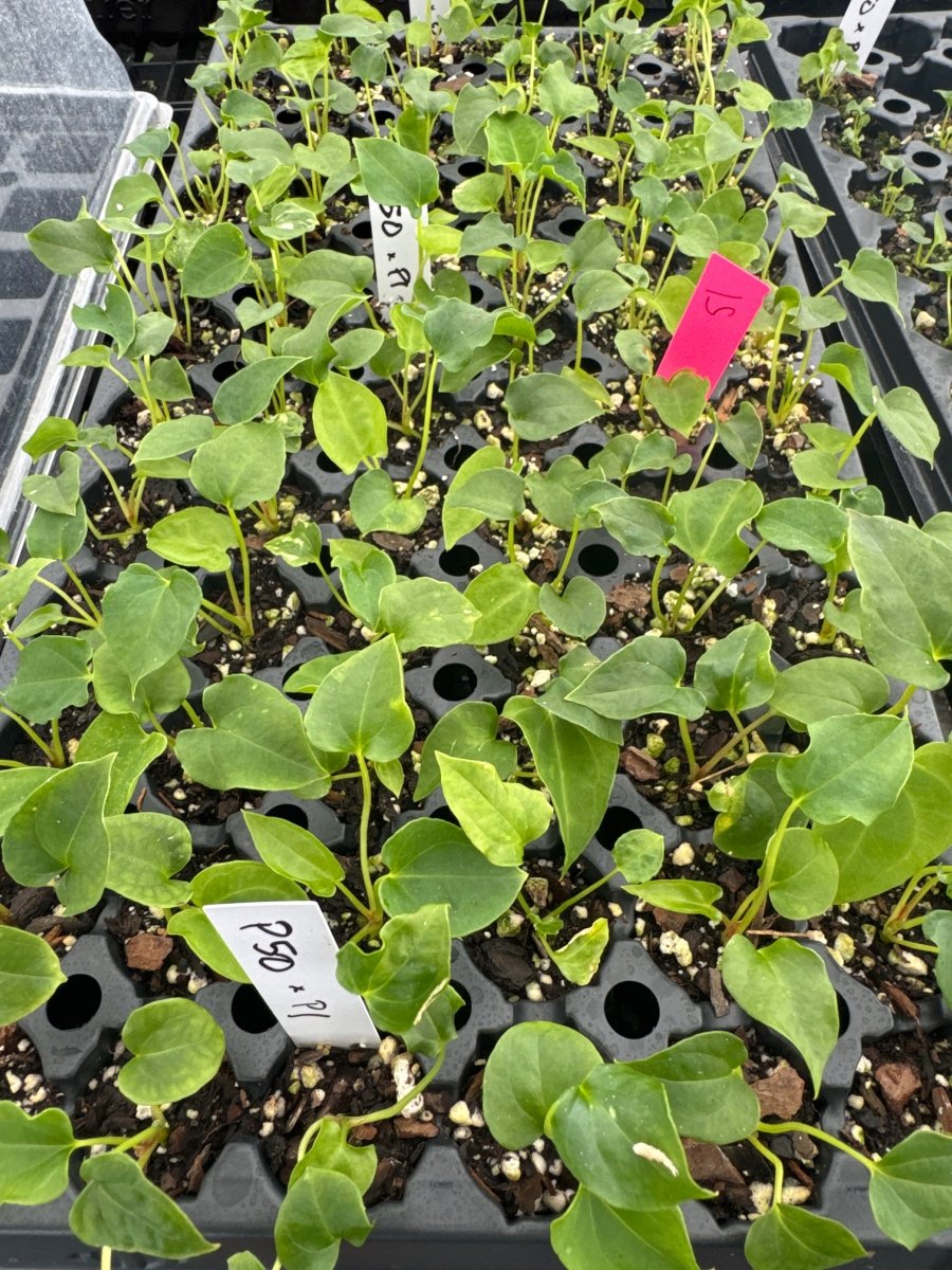 Anthurium Papillilaminum 'Nice Pap' 50 x A. Papillilaminum 'Nice Pap' 1 (A67) (small) - Nice Plants Good Pots