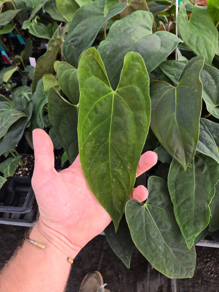 Anthurium Papillilaminum 'Nice Pap 50' x A. Portillae 'NSE Dewey Fisk Clone' (A38) - Nice Plants Good Pots