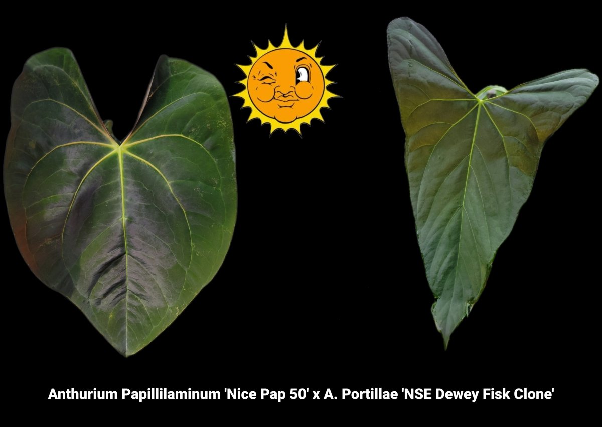 Anthurium Papillilaminum 'Nice Pap 50' x A. Portillae 'NSE Dewey Fisk Clone' (A38) - Nice Plants Good Pots