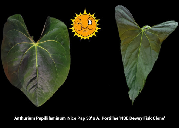 anthurium-papillilaminum-nice-