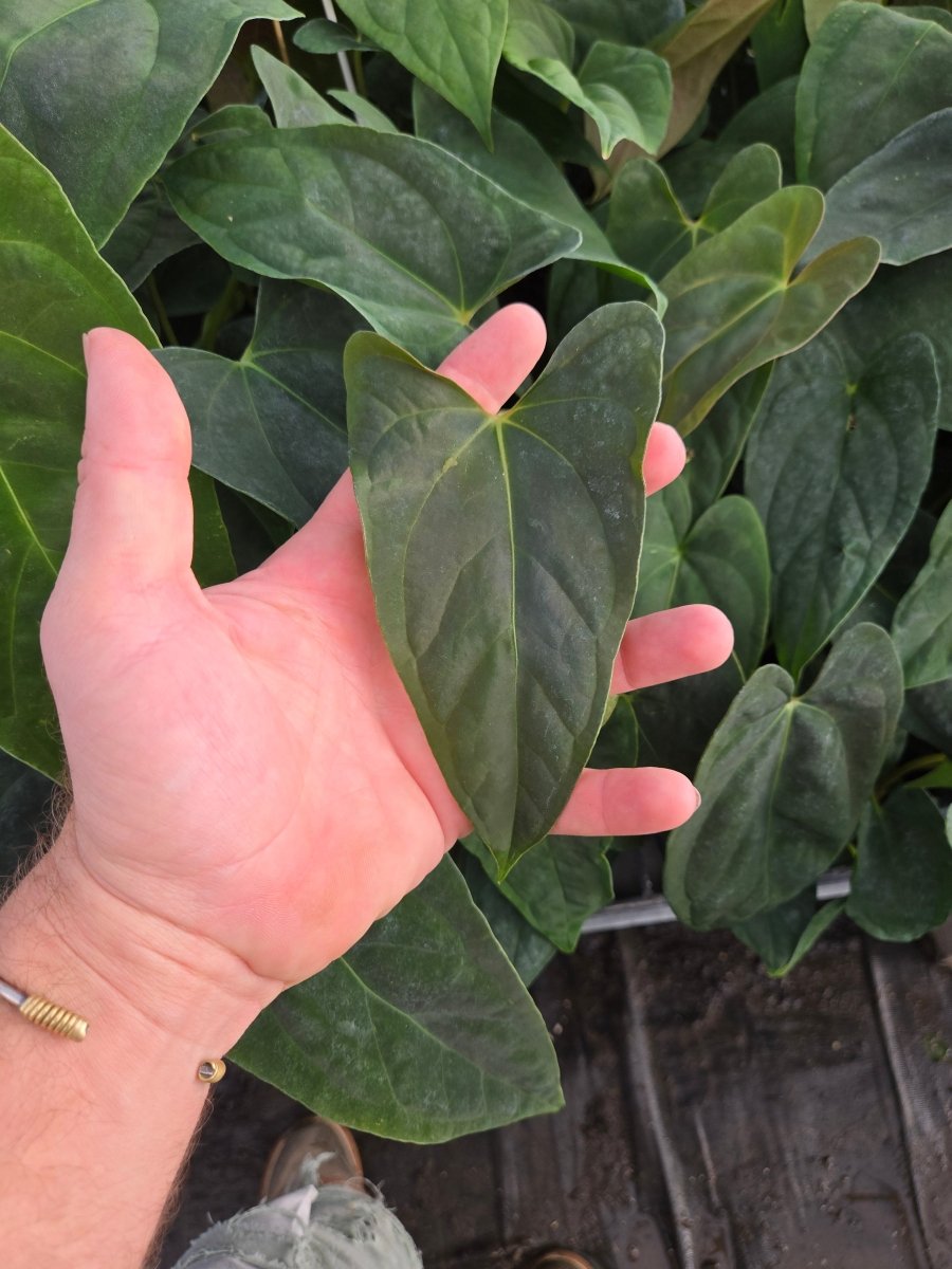 Anthurium Papillilaminum 'Nice Pap 50' x A. Portillae 'NSE Dewey Fisk Clone' (A38) - Nice Plants Good Pots