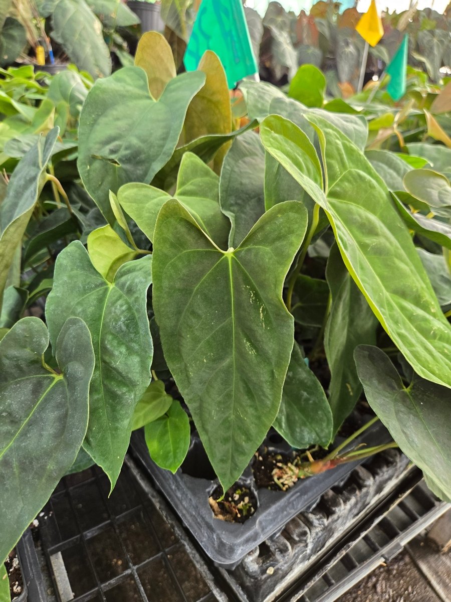 Anthurium Papillilaminum 'Nice Pap 50' x A. Portillae 'NSE Dewey Fisk Clone' (A38) - Nice Plants Good Pots