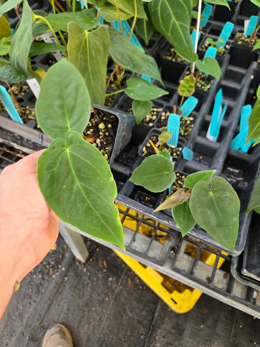 Anthurium Papillilaminum 'Nice Pap #69' x  A. Papillilaminum 'Puffy Pap' (A43) – seed-grown Anthurium hybrid seed (Nice Plant