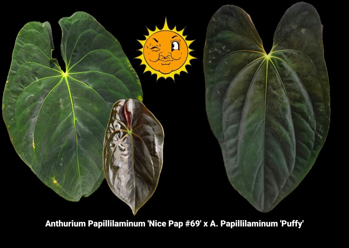 Anthurium Papillilaminum 'Nice Pap 69' x A. Papillilaminum 'Puffy Pap' (A43) - Nice Plants Good Pots
