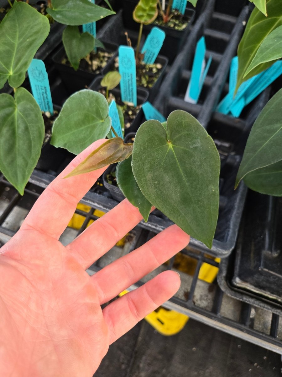 Anthurium Papillilaminum 'Nice Pap 69' x A. Papillilaminum 'Puffy Pap' (A43) - Nice Plants Good Pots